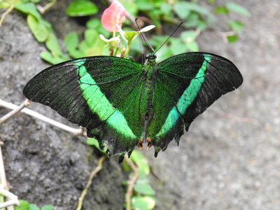 Insect gray butterfly