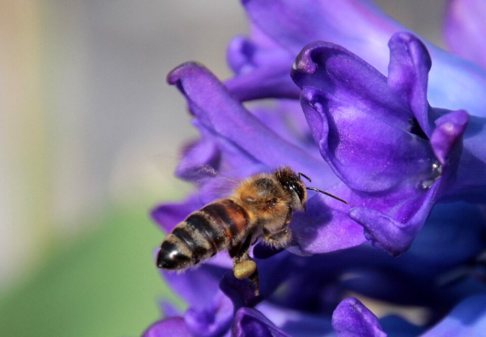 Flying on approach nectar
