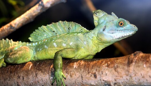 Reptile green iguana nature photo