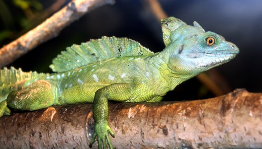 Reptile green iguana nature