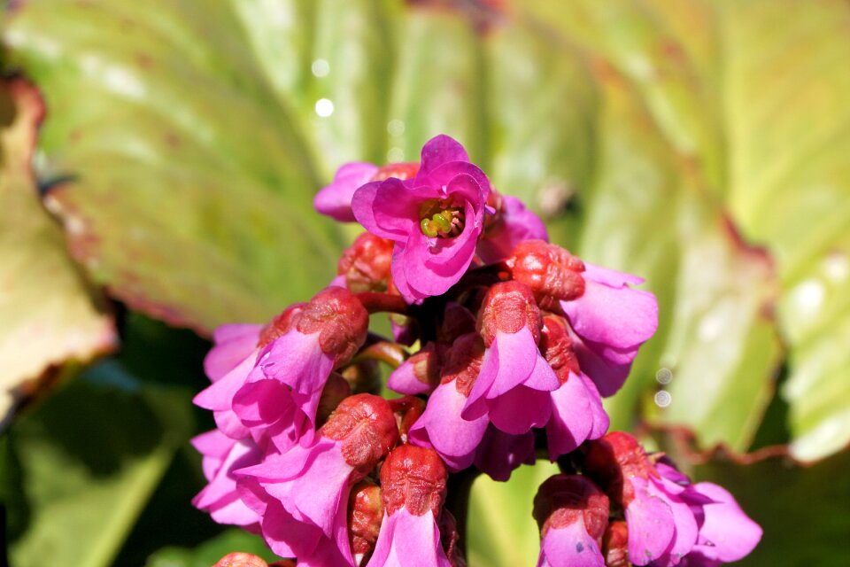 Plant spring sky