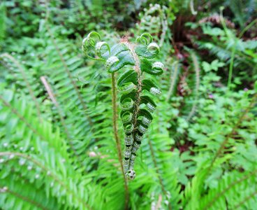 Green plant frond photo