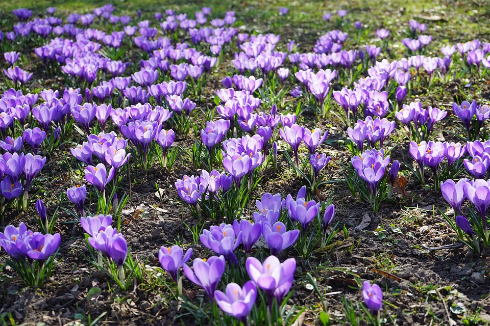 Spring frühlingsblüher violet