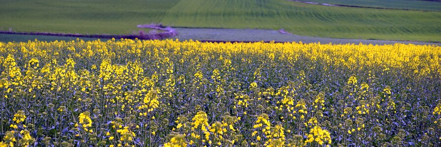 Field nature flowers