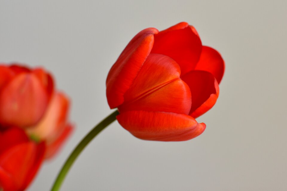 Plant beauty red