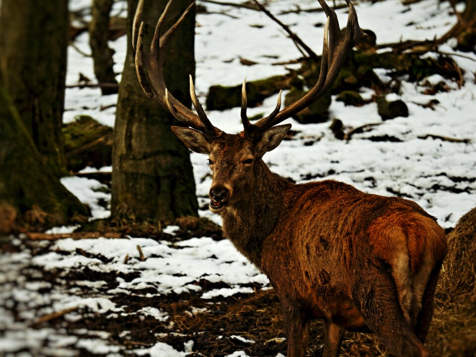 Wild nature roe deer