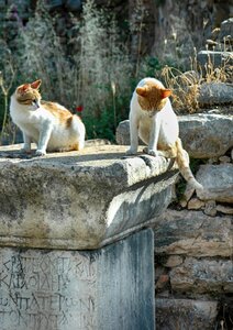 Greek city asia minor cat