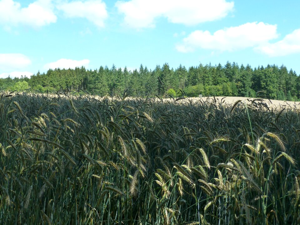 Summer nature field