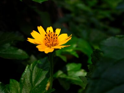 Flowers yellow thailand photo