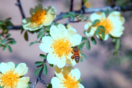 Insect nature flower photo