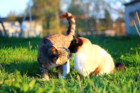 Mackerel tiger cat siamese cat photo