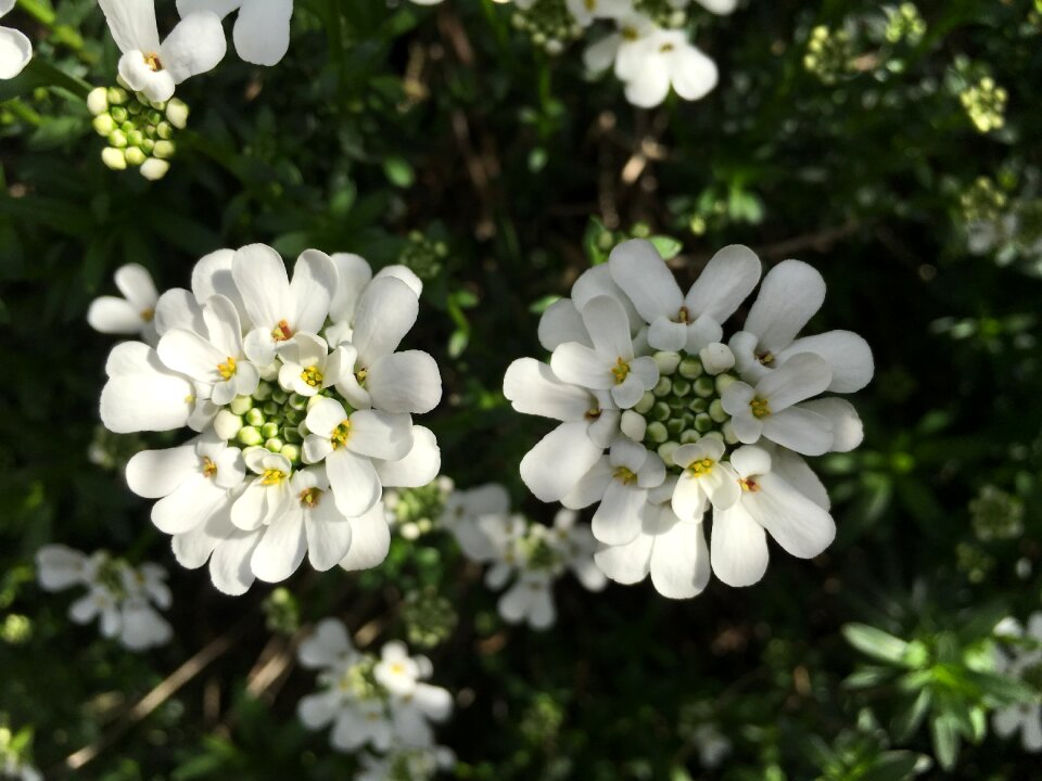 Perennials semi shrub garden