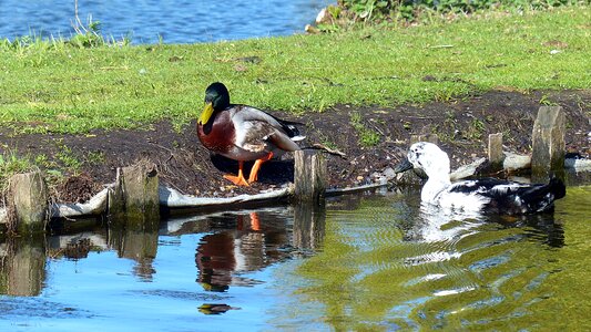 Duck bird drake pond photo