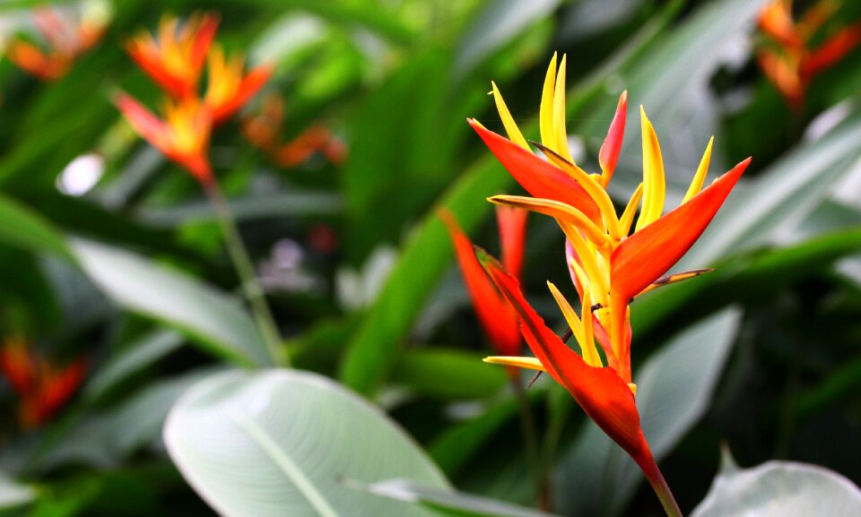 Africa plant exotic