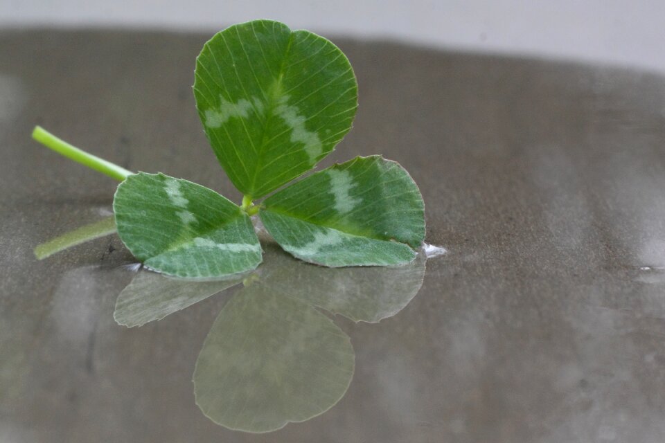 Green plant close up