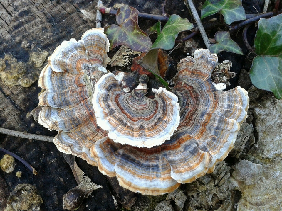 Brown nature circles