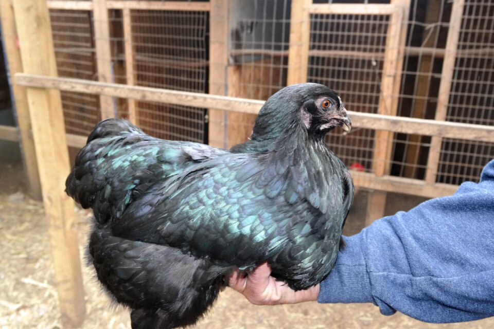 Black sumatra farm
