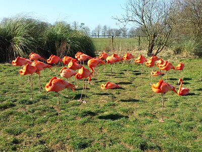 Birds zoo