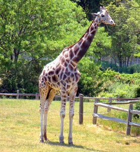 Nature african mammal