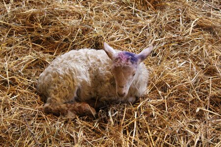 Farm sheepfold animals