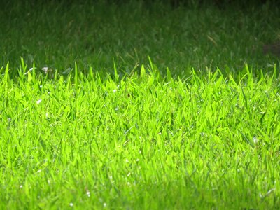 Nature lawn texture