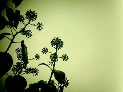 Dark vegetable hedera