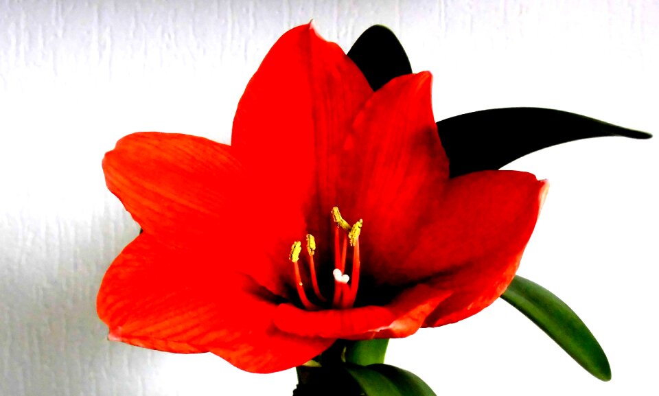 Bloom plant nature