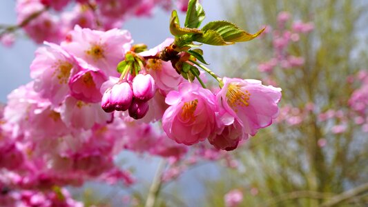 Outdoors season plant photo