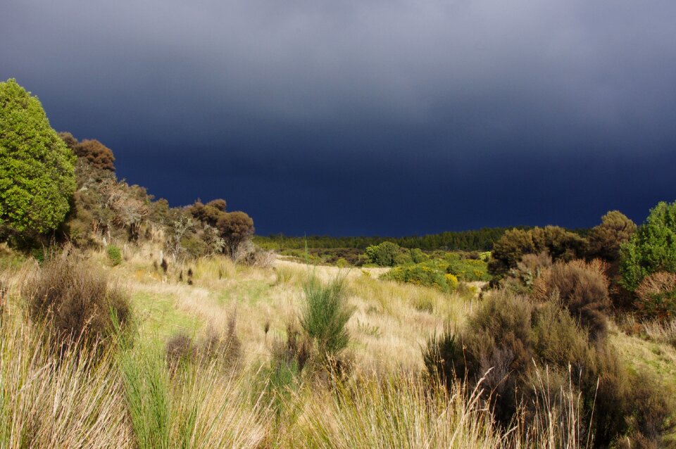 Heath landscape nature