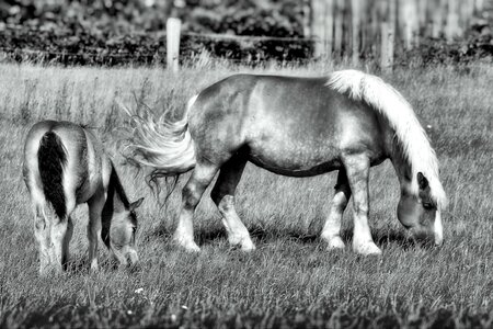Mare with foal cold blooded animals black white
