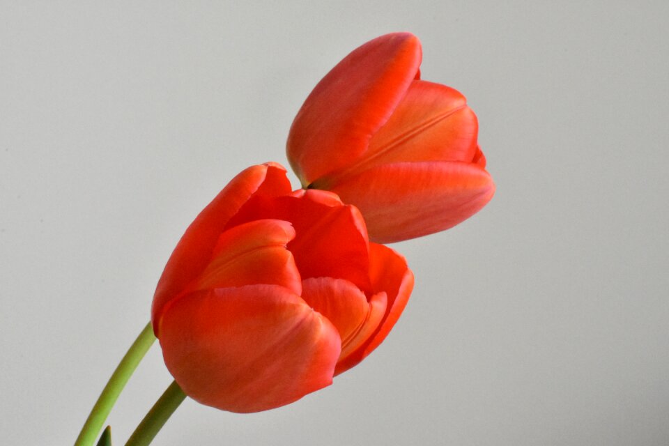 Plant beauty red
