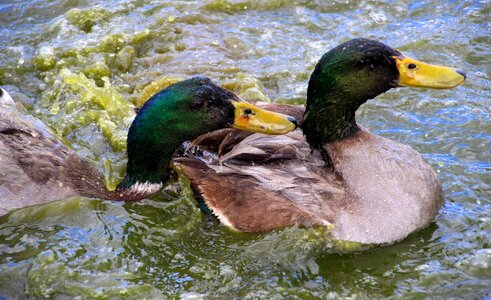 Water bird duck bird pond photo