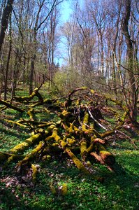 Green tree forest path