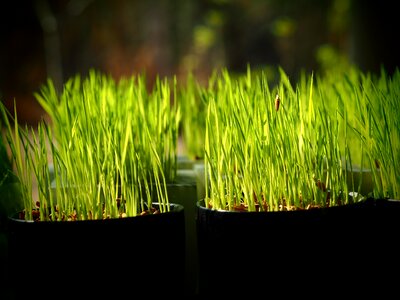 Plant growth green