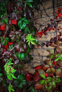 Grapes foliage foliation photo