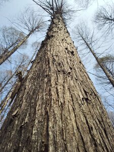 Trunk sky high