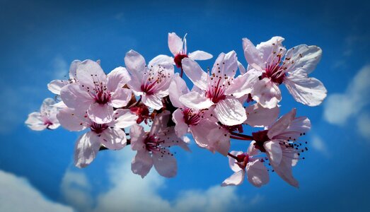 Cherry blossom sky spring photo