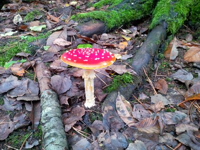 Toxic mushroom forest photo