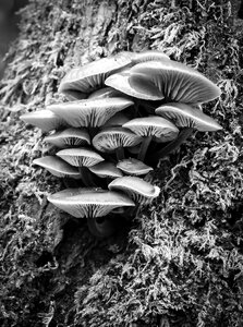 Fungus mushroom forest photo
