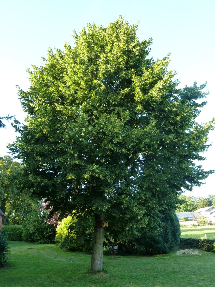 Garden leaves deciduous tree