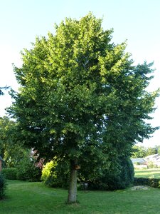 Garden leaves deciduous tree