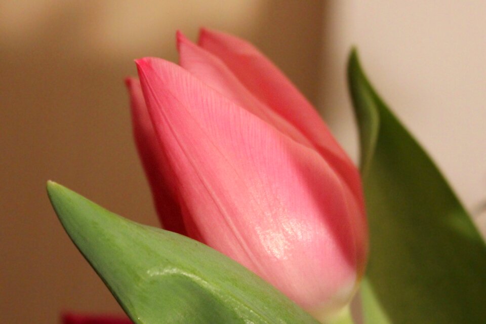 Tulip salmon spring