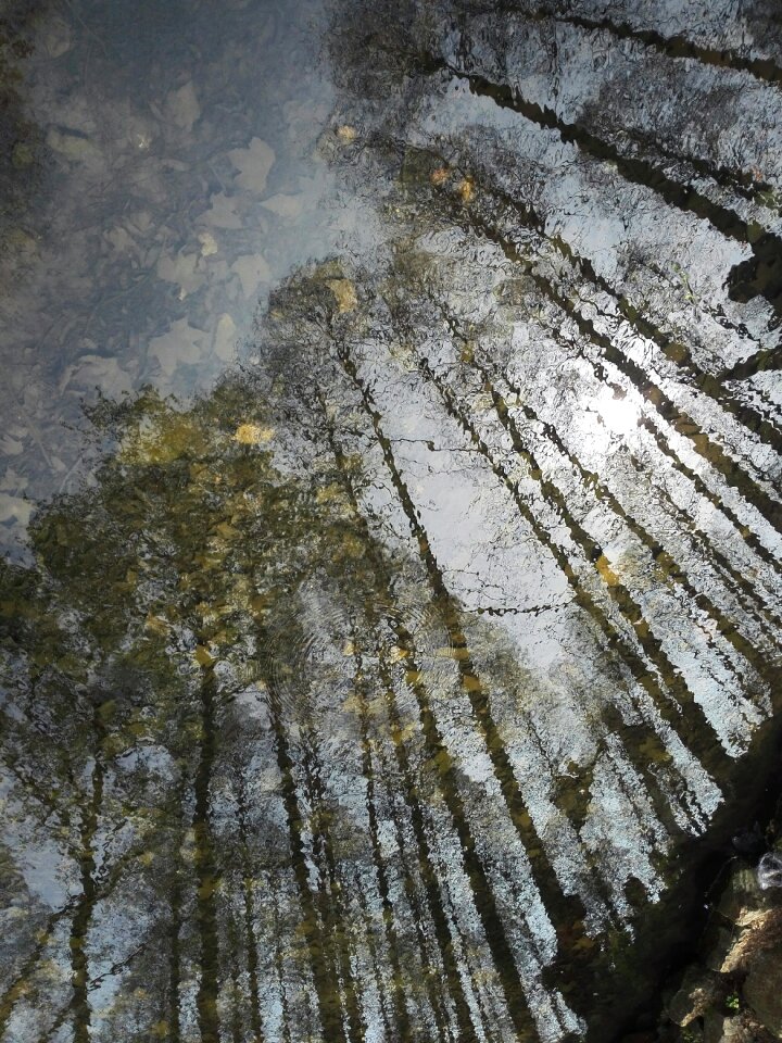 Reflection tree forest