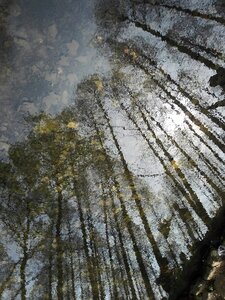 Reflection tree forest