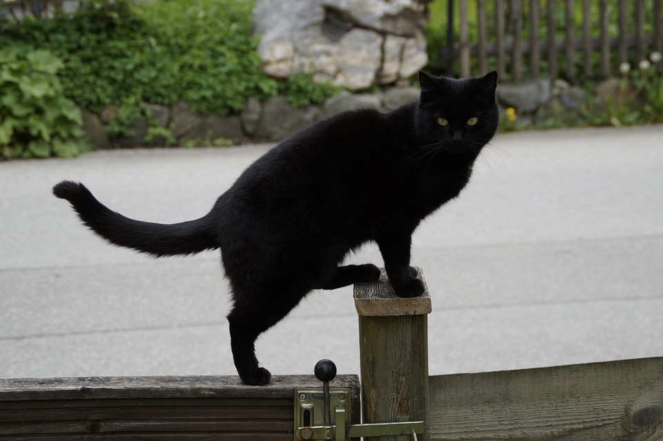 Balance black black cat