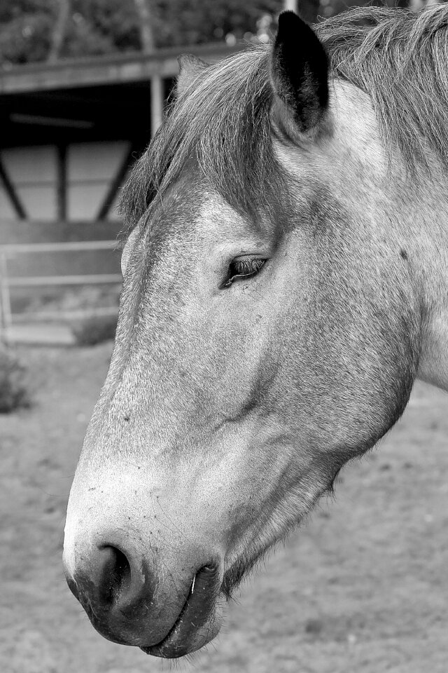 Animal portraits kaltblut black white