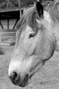 Animal portraits kaltblut black white photo