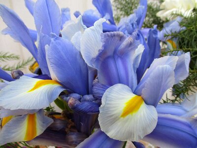 Blue petals flowers soft