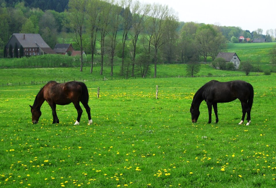 Farm pasture animals