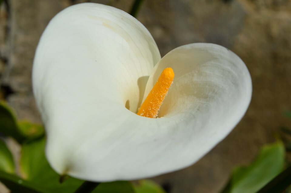 Flora nature macro